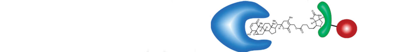 Bioactive small molecules