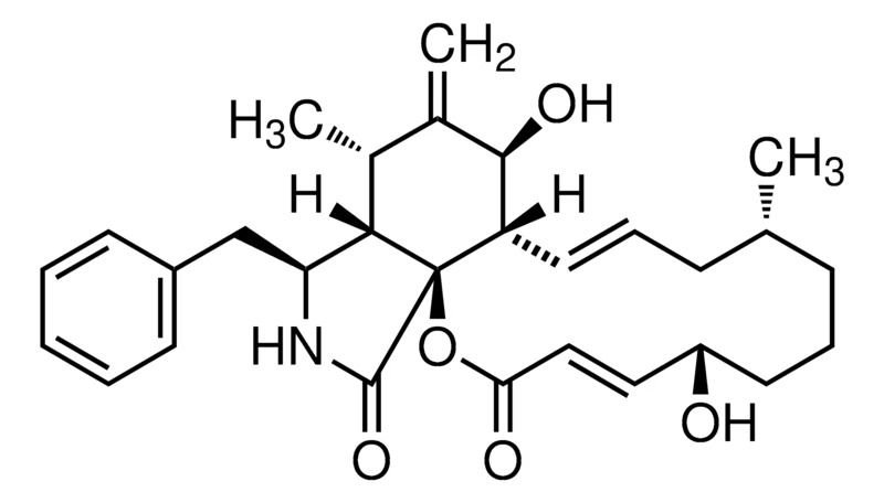 Cytochalasin B